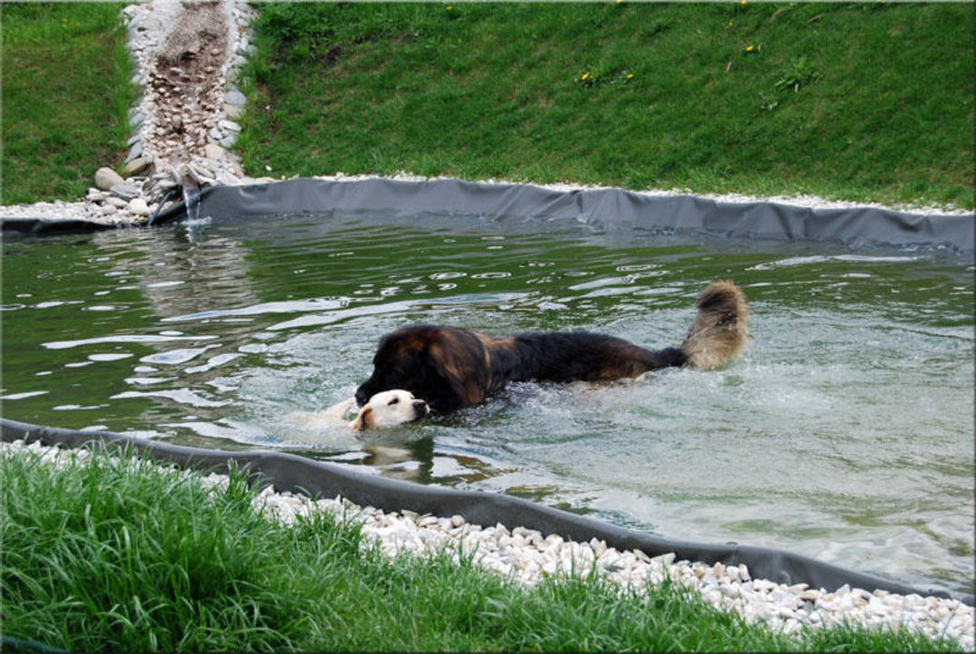 pool für hunde
