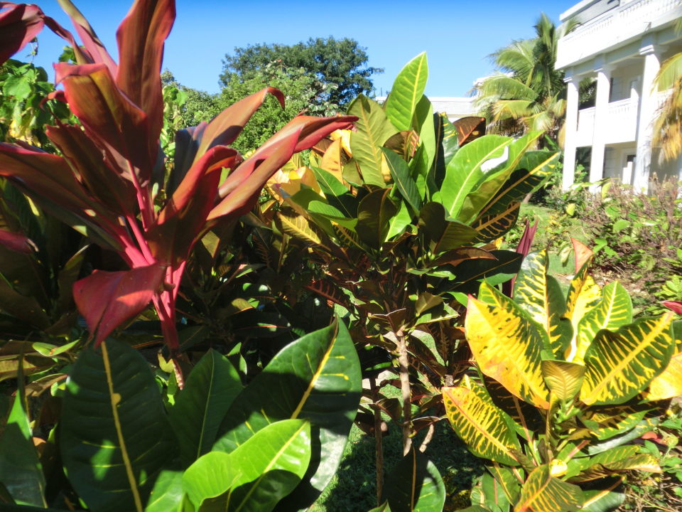 "Gepflegter Garten" Grand Palladium Jamaica Resort &amp; Spa