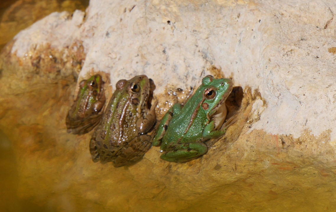 "Die Frösche im Teich" Agua Hotels Vale Da Lapa (Carvoeiro