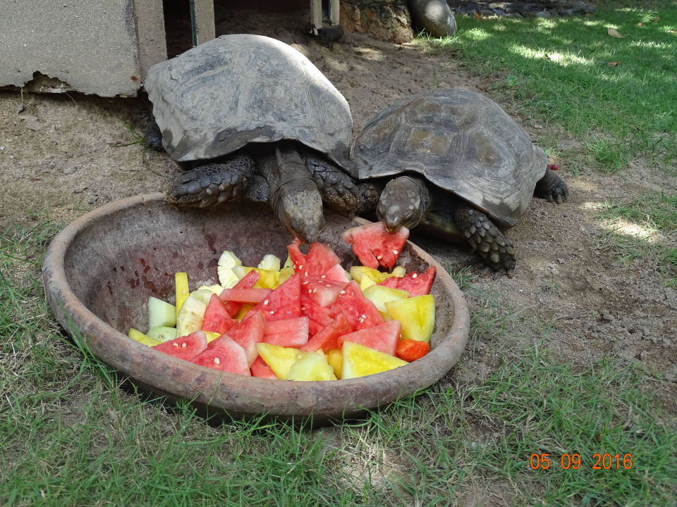 &amp;quot;Schildkröten am Essen&amp;quot; Sol Beach House Bali Benoa (Nusa Dua ...