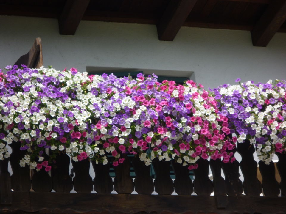 "Balkonblumen" Gasthof Kircher Sepp (Barbian) • HolidayCheck (Südtirol