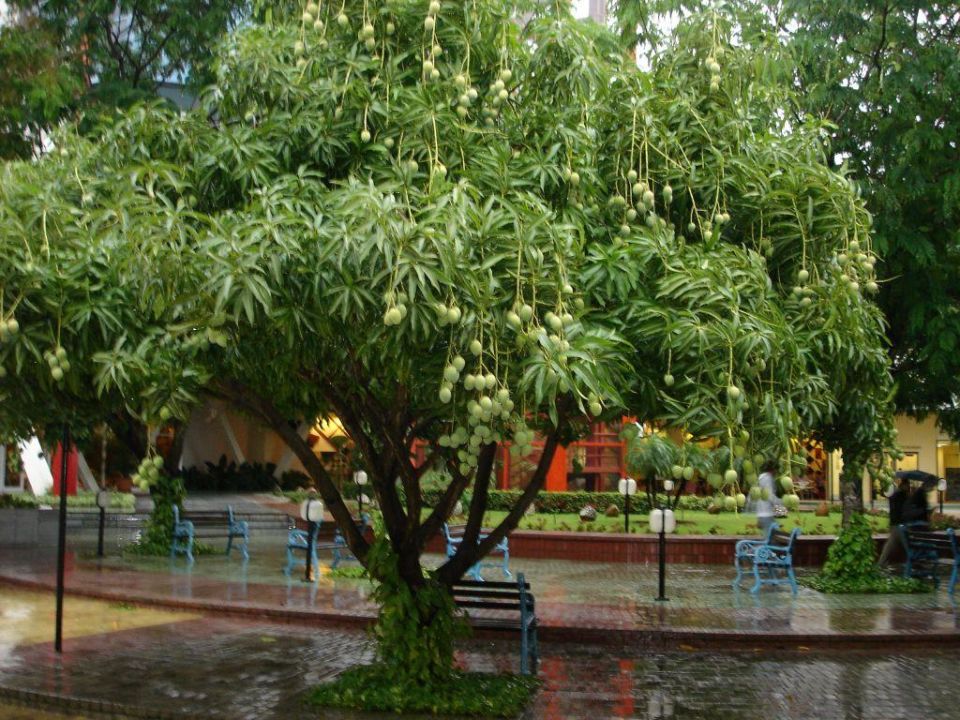 "Mangobaum in der Anlage" Melia Santiago de Cuba (Santiago ...