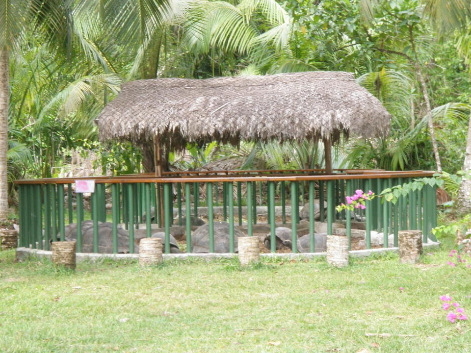 Schildkrotengehege Im Garten Hotel Les Villas D Or Anse Volbert