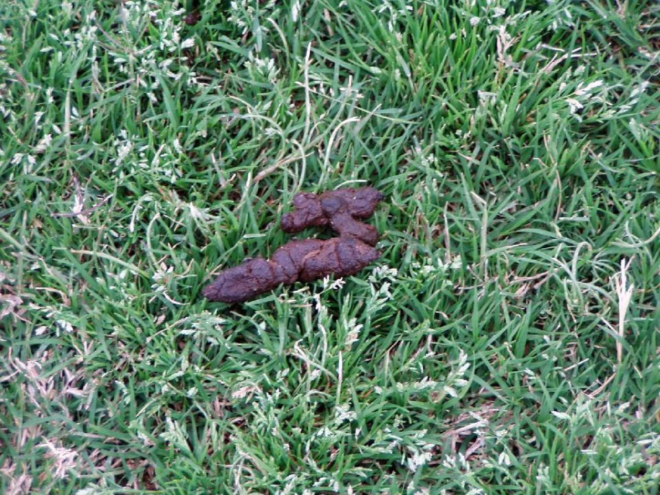 "Das ist Scheisse die im ganzen Hotel verstreut rumliegt." Mitsis