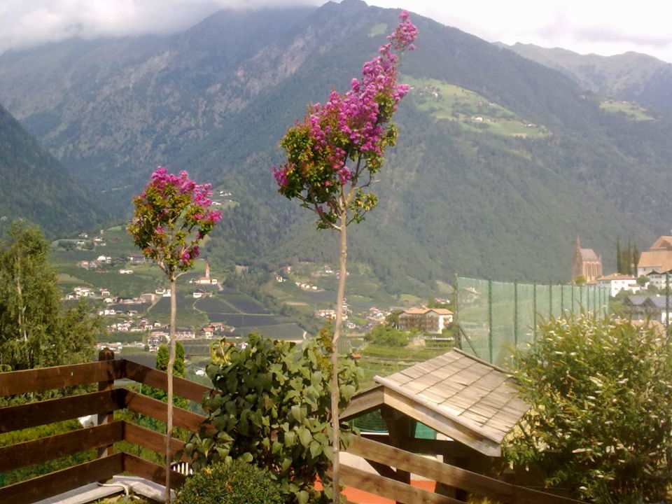 Schone Baume Im Garten Hotel Taushof Scena Schenna Holidaycheck Sudtirol Italien