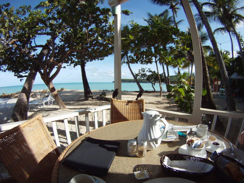 "Coconut Grove Restaurant" Hotel Siboney Beach Club (Dickenson Bay
