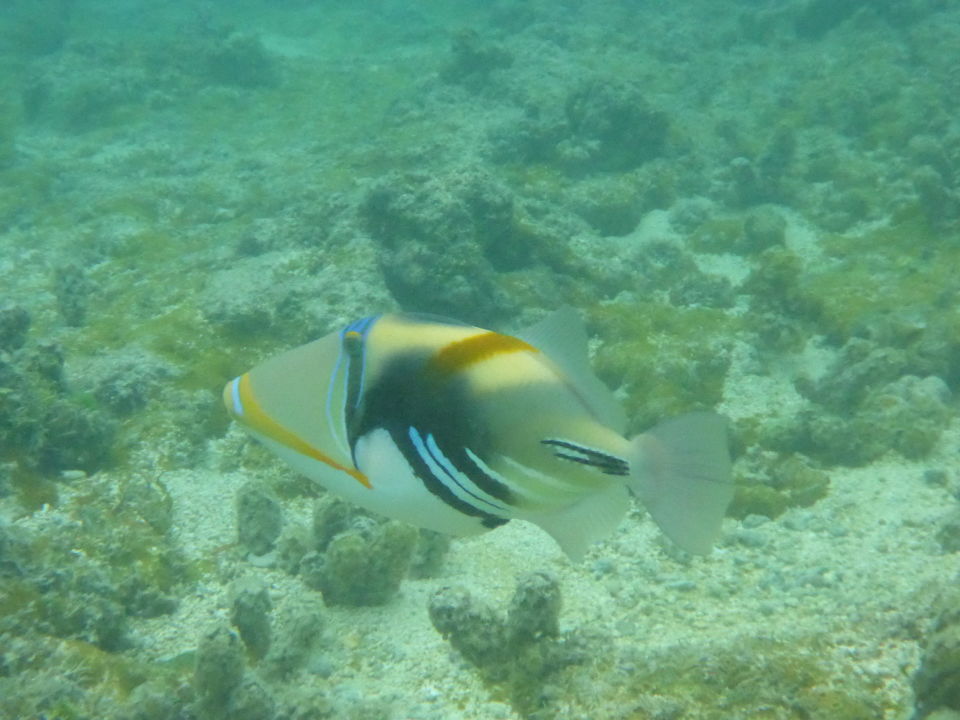 Fisch Am Hotelstrand Das Wasser War Leider Trub La Digue Island Lodge La Digue Holidaycheck La Digue Seychellen