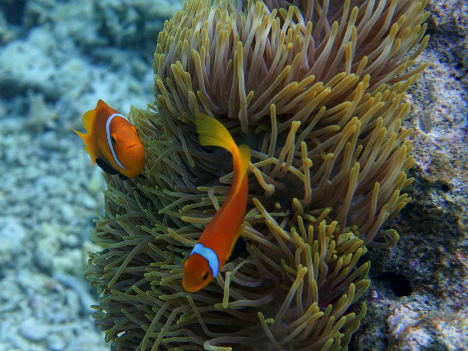 "Schnorcheln" Diamonds Athuruga (Mahibadhoo) • HolidayCheck (Alif Dhaal