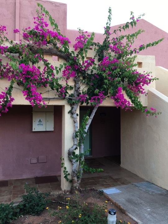 Allsun Hotel Zorbas Village Bilder