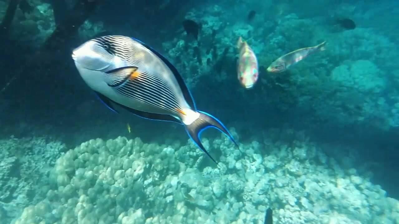 "Fische" The Grand Makadi (Makadi Bay) • HolidayCheck ...