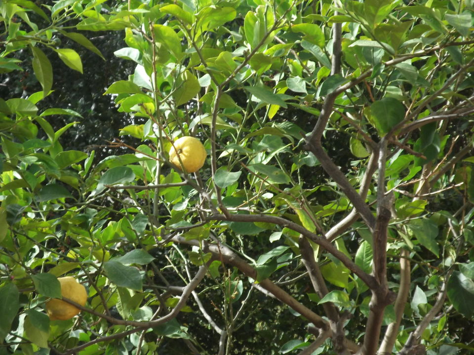 &quot;Zitronenbaum im Garten&quot; Hotel Marlena (Stalis