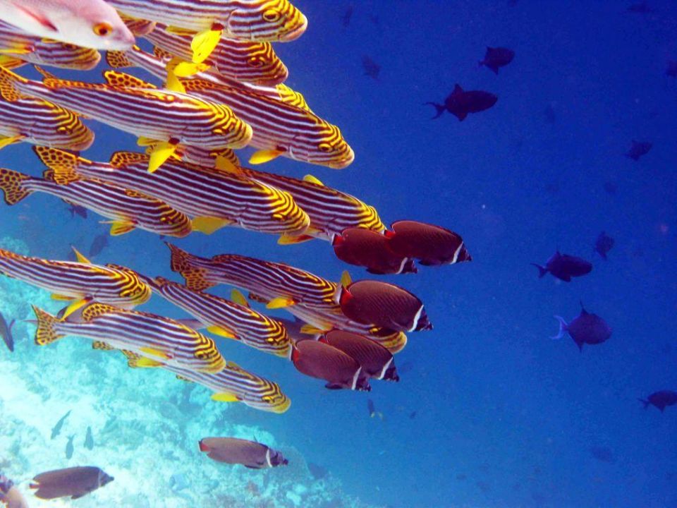 Fische Am Riff Reethi Beach Resort Eydhafushi Holidaycheck Baa Atoll Malediven