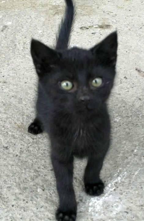 Baby Katze Bio Bauernhof Zacherlhof Grassau