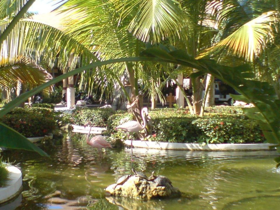 &quot;Flamingo Garten&quot; Grand Palladium Bávaro Suites Resort