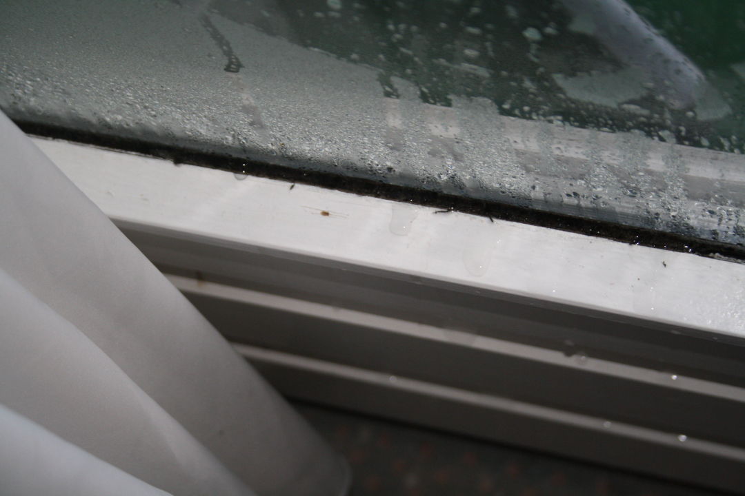 "Schimmel am Fenster" Burghotel Am Hohen Bogen (Neukirchen