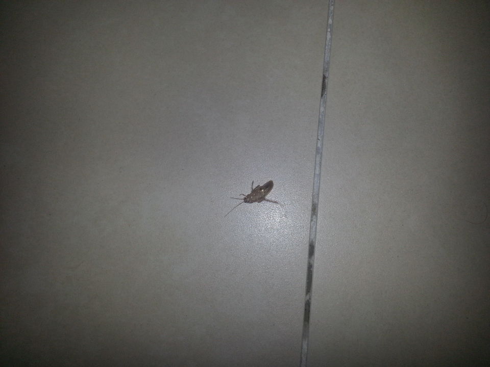 "Kakerlake im Zimmer " The Cove Rotana Resort (Ras al-Khaimah