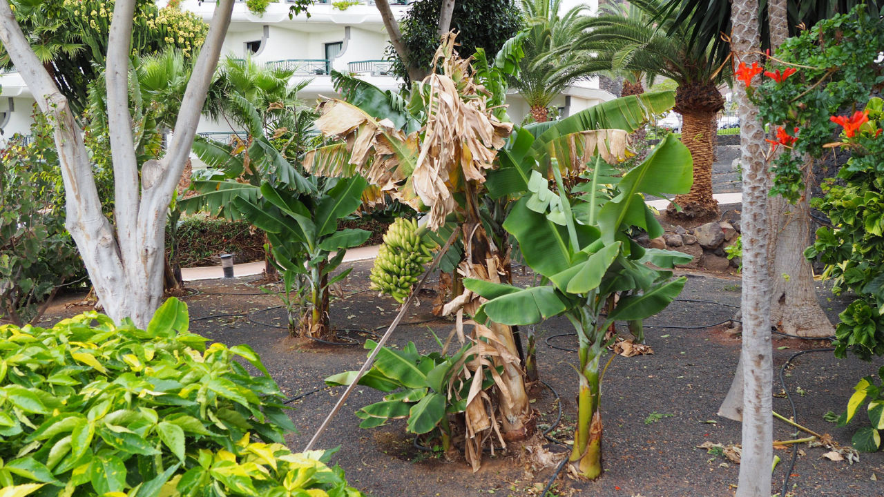 Bananen Im Garten Tui Sensimar Natura Palace Adults Only Playa