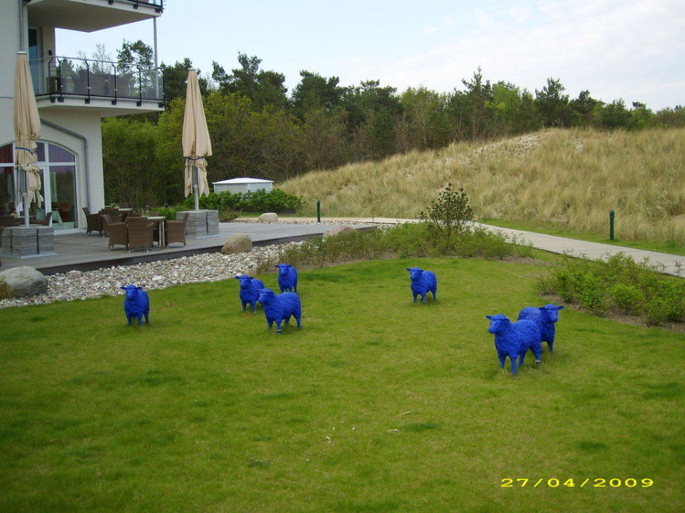 Die Blauen Schafe Im Garten Strandhotel Dunenmeer Dierhagen