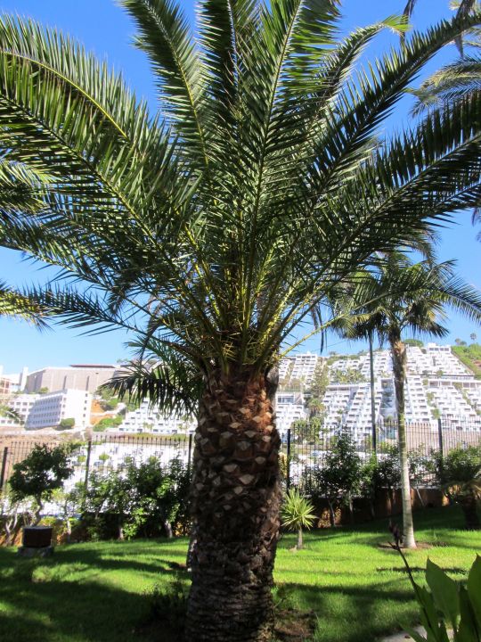 "Palme im Garten" Gloria Palace Amadores Thalasso & Hotel ...