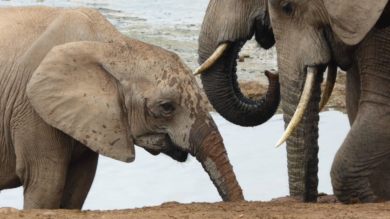 "Noch mehr Tiere" Addo Elephant Rest Camp (Sunday's River ...