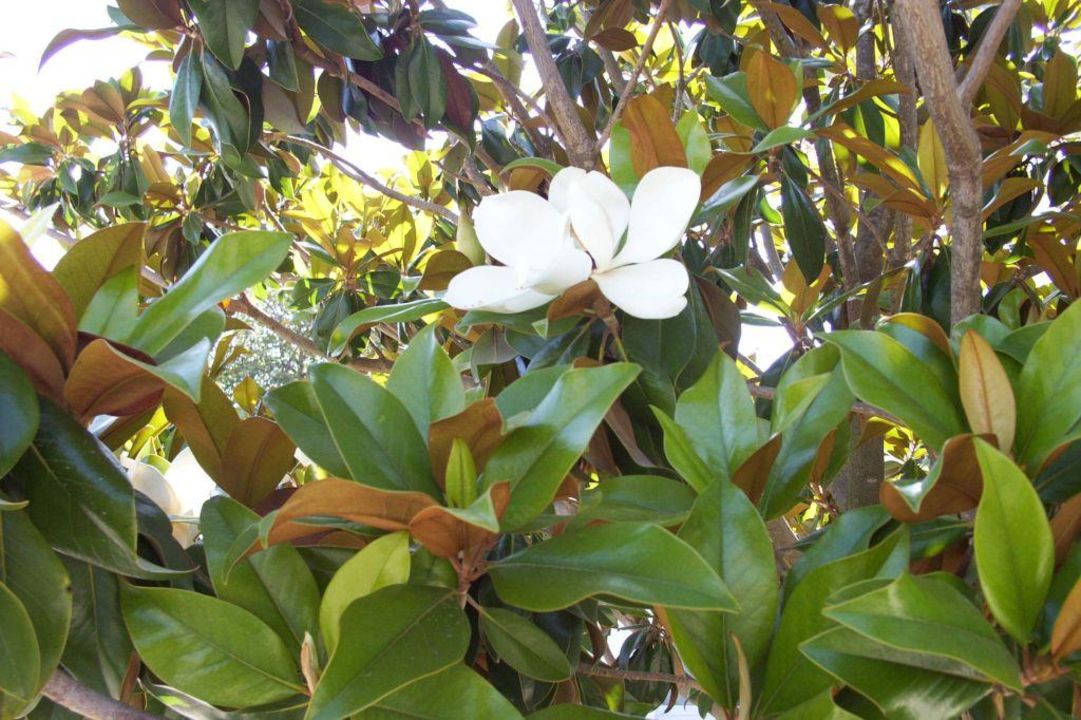 "Eine von vielen Blüten am Gummibaum gegenüber" Protur Safari Park