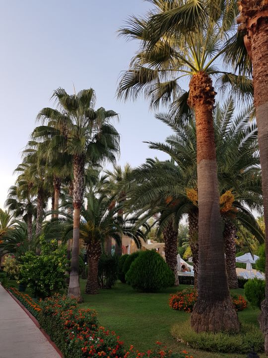 "Gartenanlage" Delphin Deluxe Resort (Okurcalar) • HolidayCheck