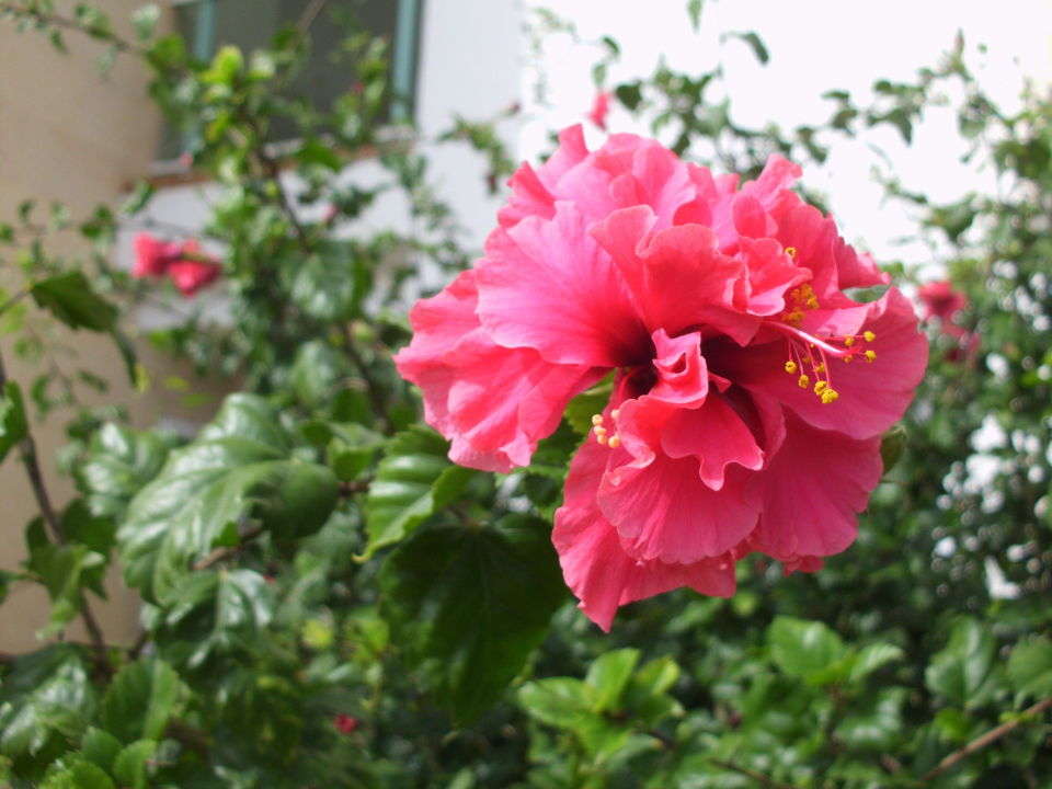 Pampasgras Getrocknet Etsy