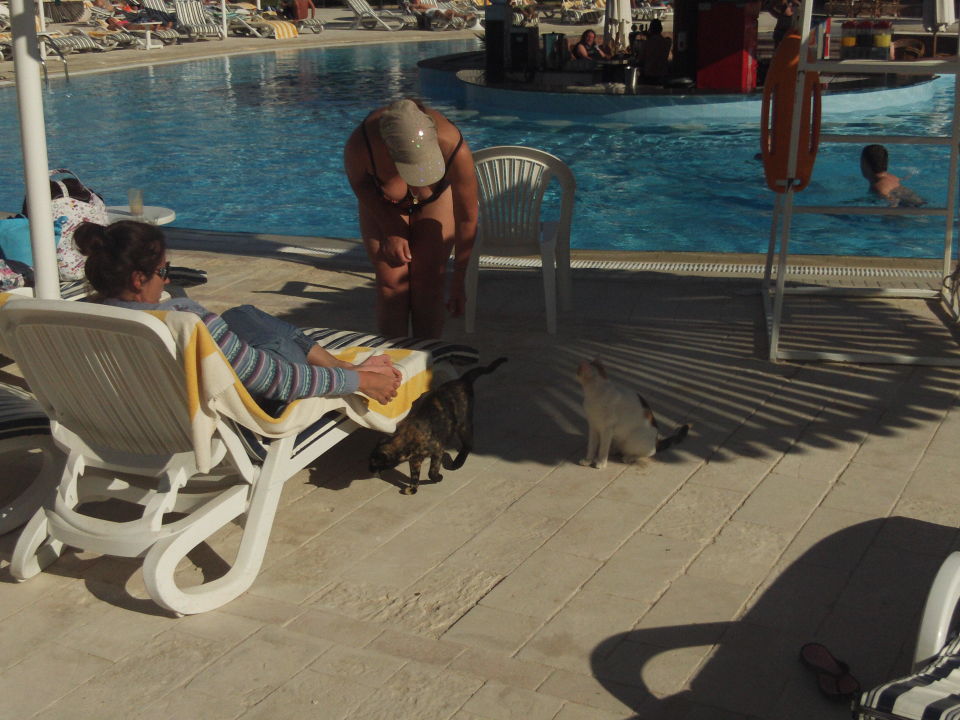 Gaste Streicheln Und Futtern Katzen Am Pool Labranda Royal