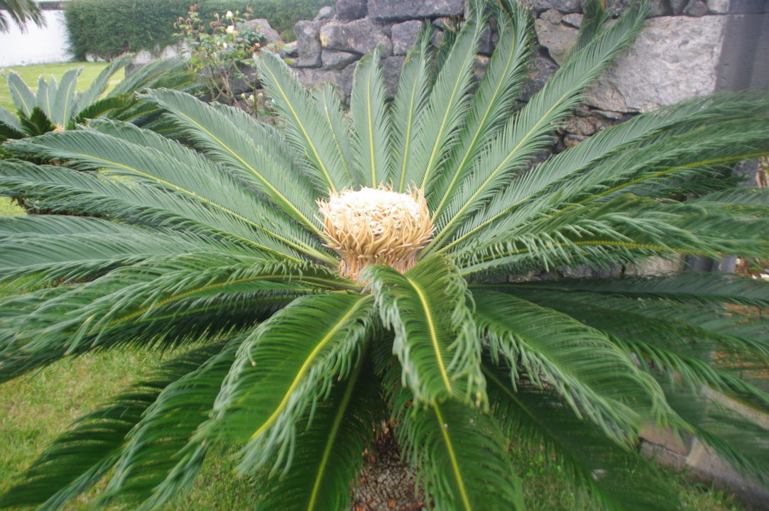 Palme Im Garten Azoris Royal Garden Ponta Delgada