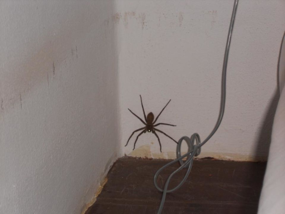 "Nächtlicher Besuch einer Spinne (handtellergroß!)" GLOW Elixir Koh Yao Yai (Phru Nai