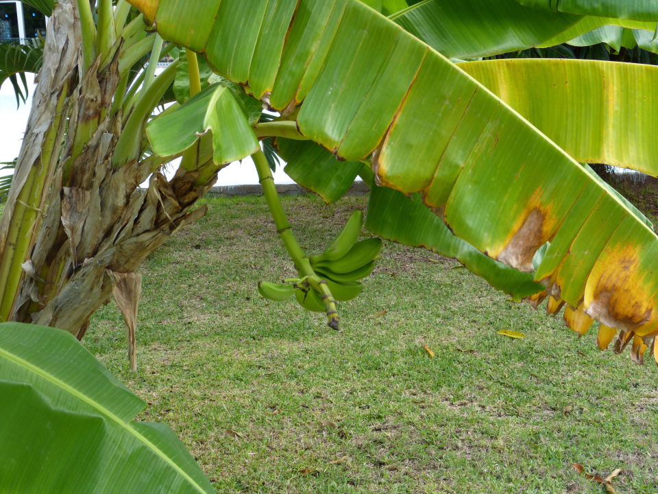 bananenstaude im garten