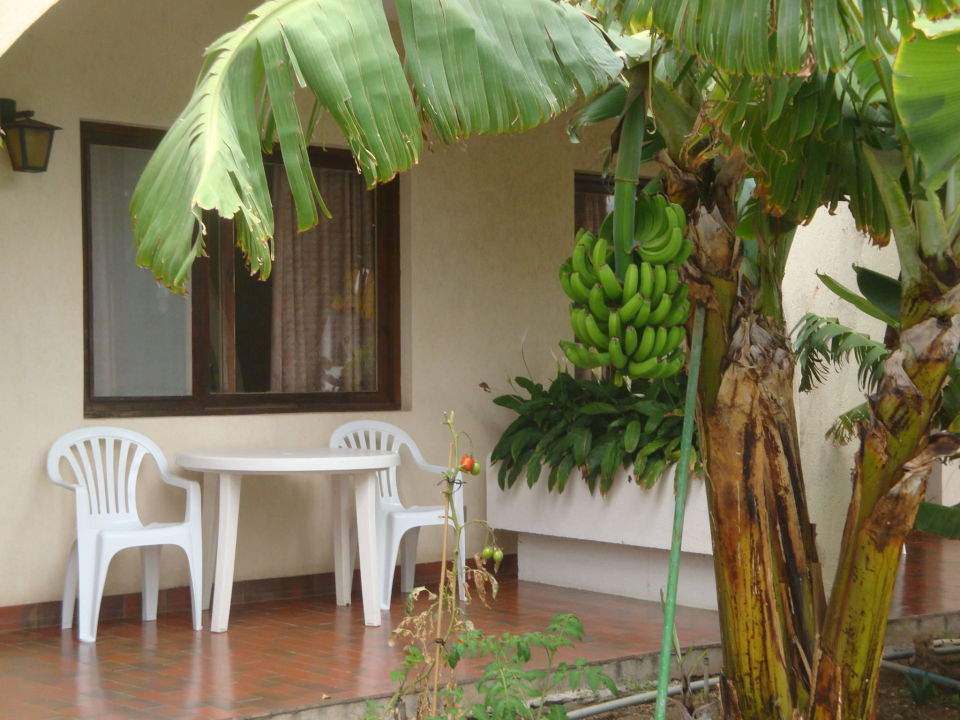 Terrasse Mit Bananenbaum Hotel Parque San Antonio Puerto