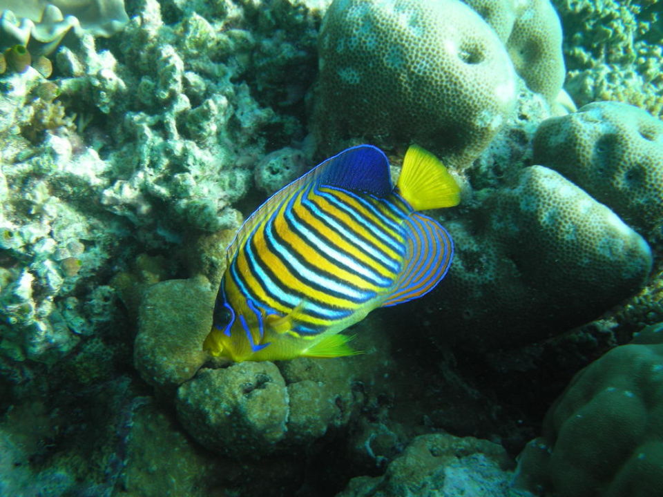 Bunter Fisch Beim Schnorcheln Eriyadu Island Resort Gaafaru Holidaycheck Kaafu Atoll Malediven