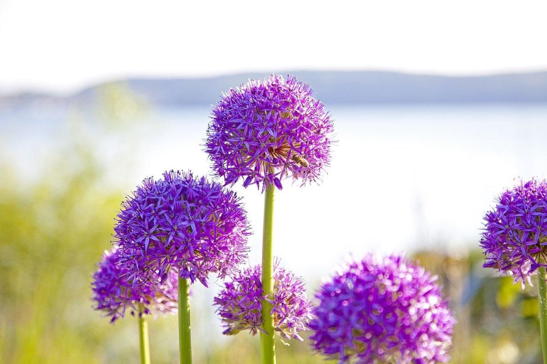 Schone Blumen Landhotel Baren Hohenfels Holidaycheck Baden Wurttemberg Deutschland