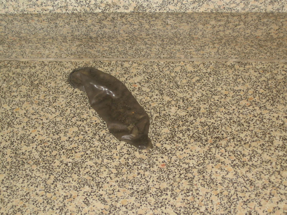 Kondom Im Treppenflur Fergus Geminis Platja De Palma Playa De