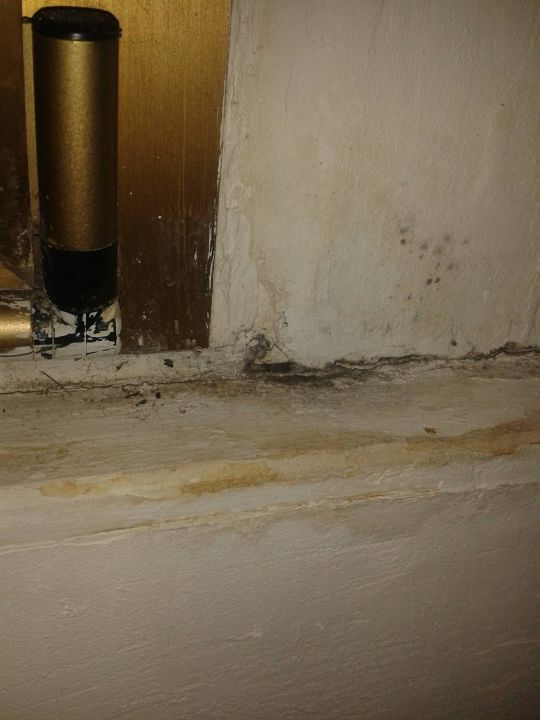 "Schimmel am Fenster " Leonardo da Vinci (Limone