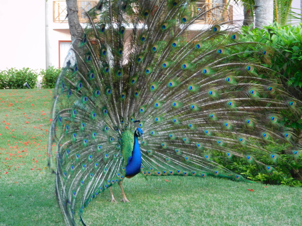 "Ein stolzer Pfau im Garten" Natura Park Beach Eco Resort ...