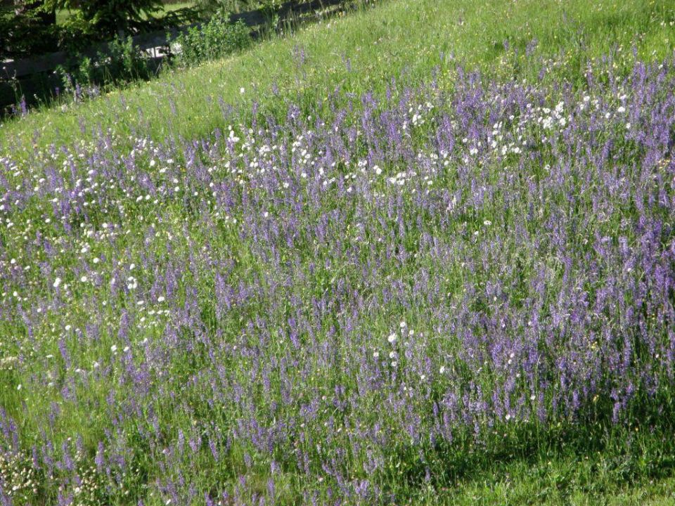 Schone Blumenwiese Naturpark Hotel Stefaner Tiers Holidaycheck Sudtirol Italien