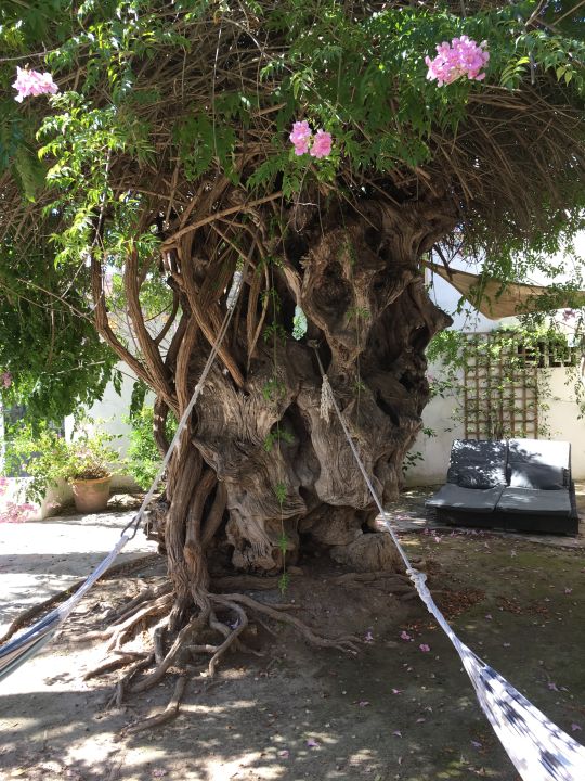 "Gartenanlage" Hotel Bahía de Alcúdia (Alcudia ...