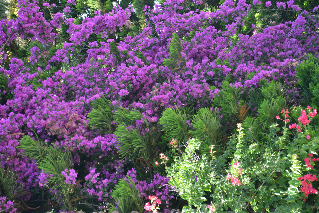 "Gartenanlage" PrimaSol Hane Family Resort (Evrenseki) • HolidayCheck