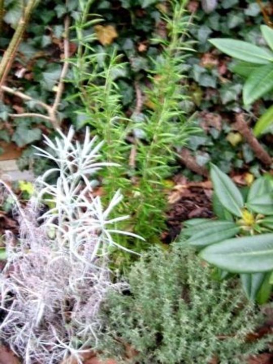 Thymian Currykraut Rosmarin Im Garten Ferienhaus Im Lerchenhof