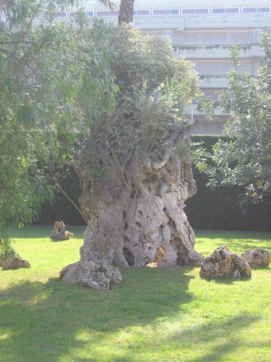 Schone Verschiedene Einheimische Baume Im Garten Cm Mallorca Palace Sa Coma Holidaycheck Mallorca Spanien