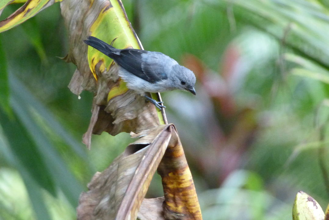 Einer Von Vien Vogelarten Im Garten Bungalows Monkey Lodge Panama