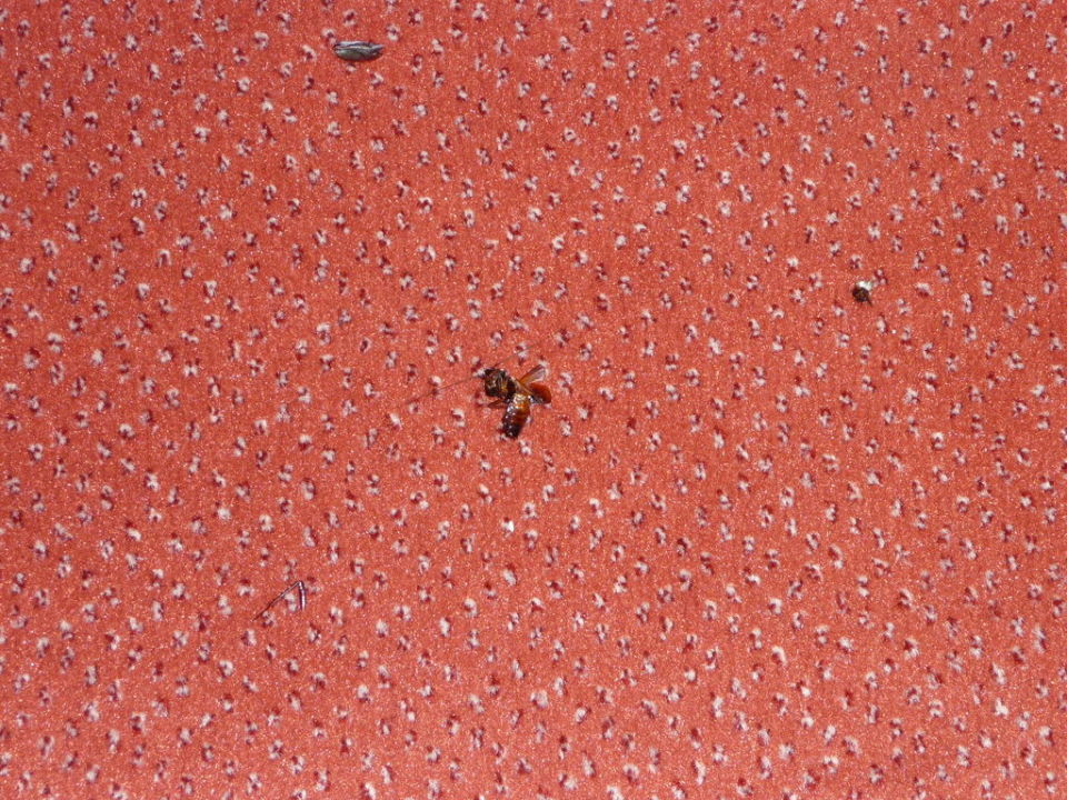 "Kakerlake im Zimmer" Hotel Neuwarft (Dagebüll) • HolidayCheck