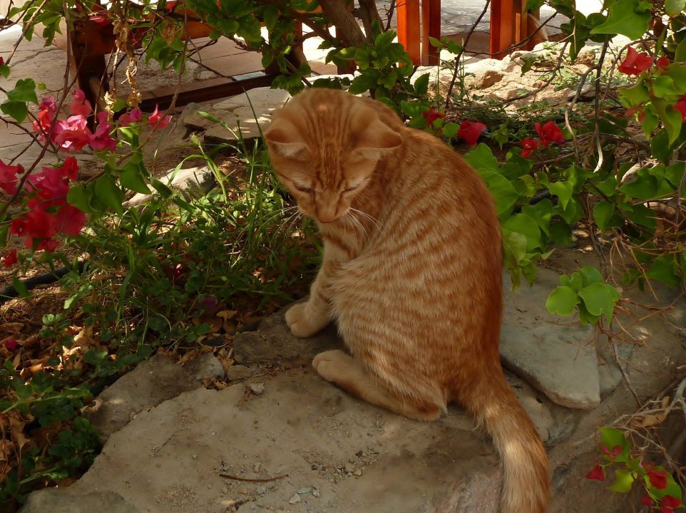 "Hotelkater - der Liebling aller Gäste" Arena Inn Hotel ...