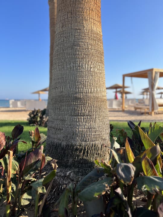 Gartenanlage Shams Prestige Abu Soma-Adults Only