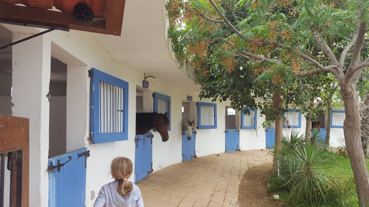 Die Pferdeboxen Samira Club