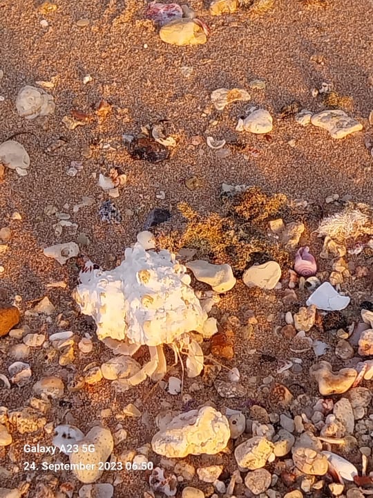 Strand Viva Blue Resort