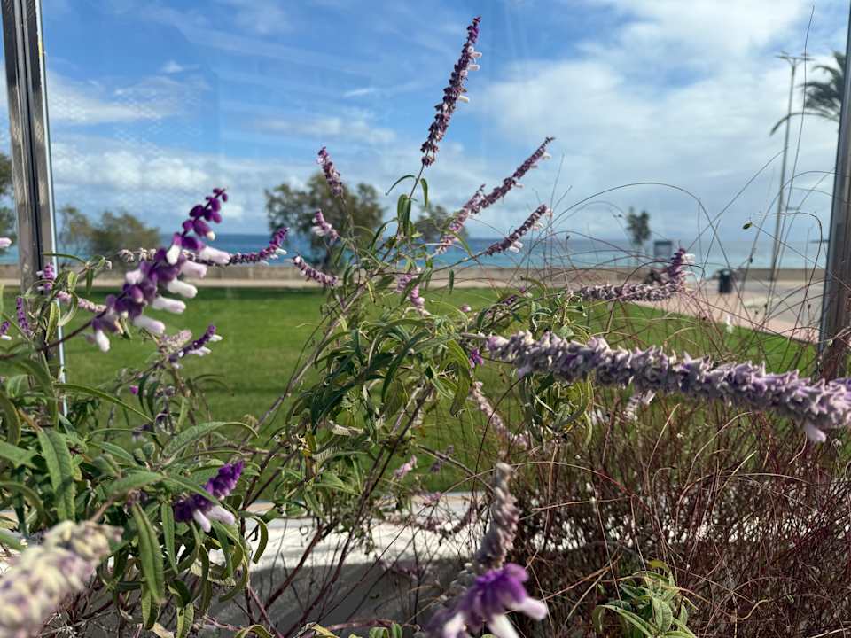 Außenansicht Hipotels Flamenco