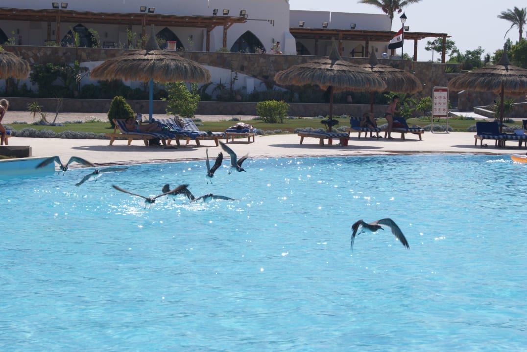 Ständige Gäste am Pool Hotel Gorgonia Beach Resort